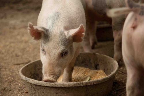 Правила кормления свиней