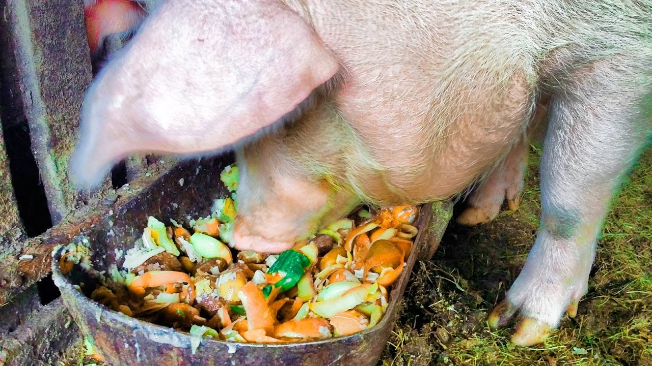 Лучший рацион для свиней: комбикорм или собственные смеси?