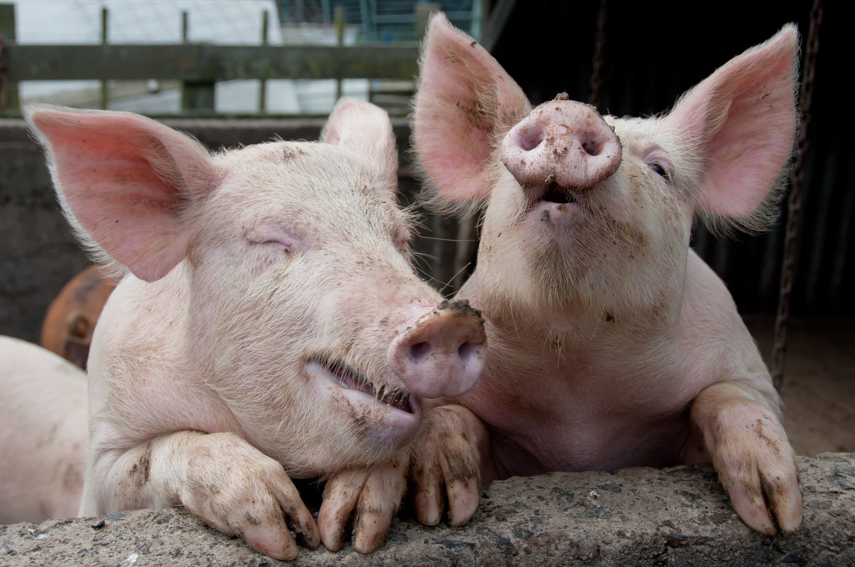 Кормление свиней. Как правильно кормить поросят и свиней. Откорм свиней – как составить рацион