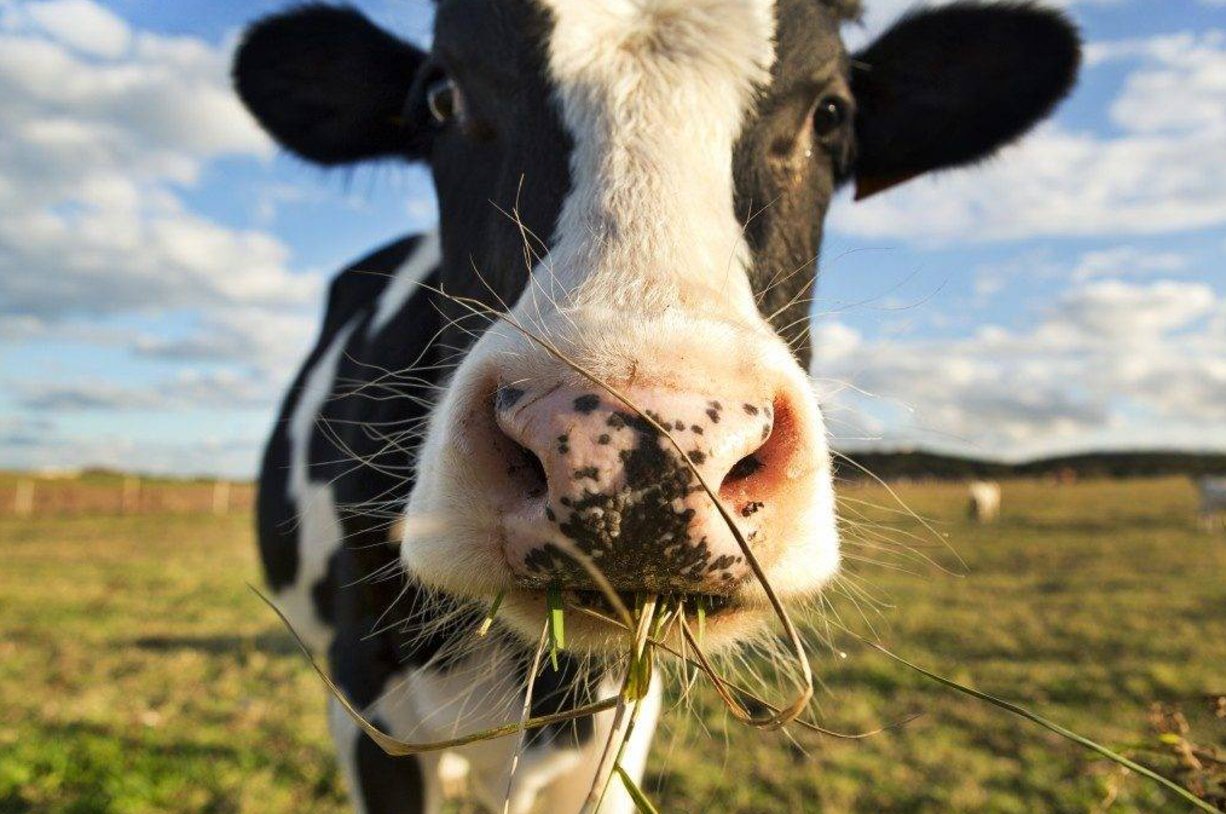 Как можно повысить удои молока у коров