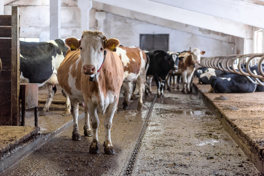 Как можно повысить удои молока у коров