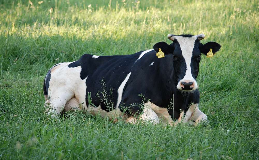 Определение стельности коровы