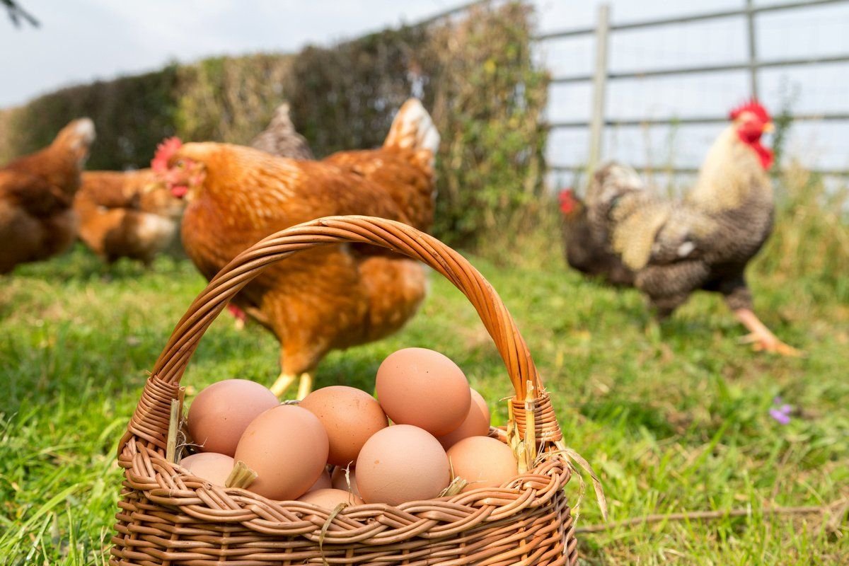 Как сделать гнездо для кур с яйцесборником своими руками: пошаговая инструкция