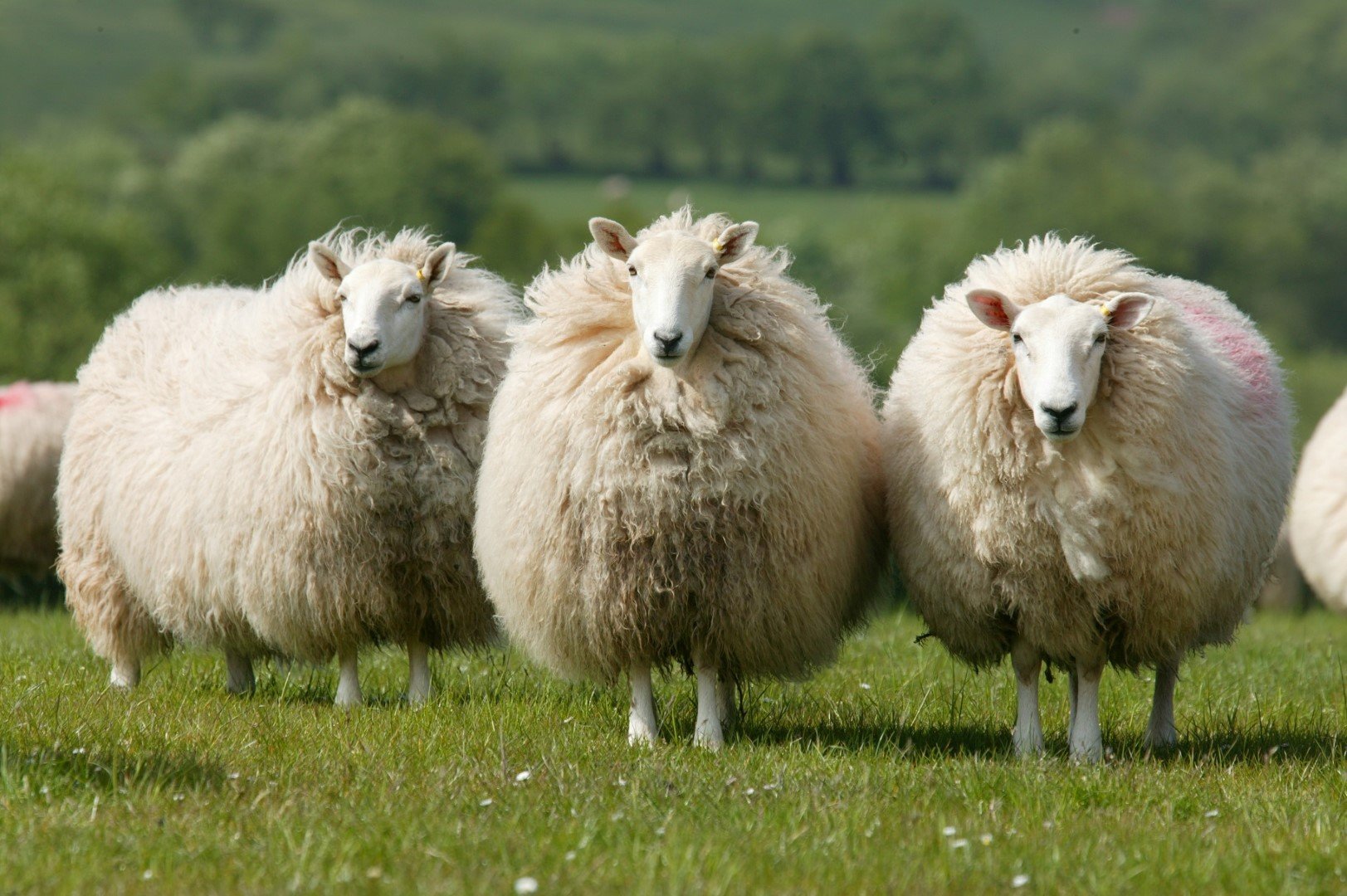 Как улучшить качество шерсти овец
