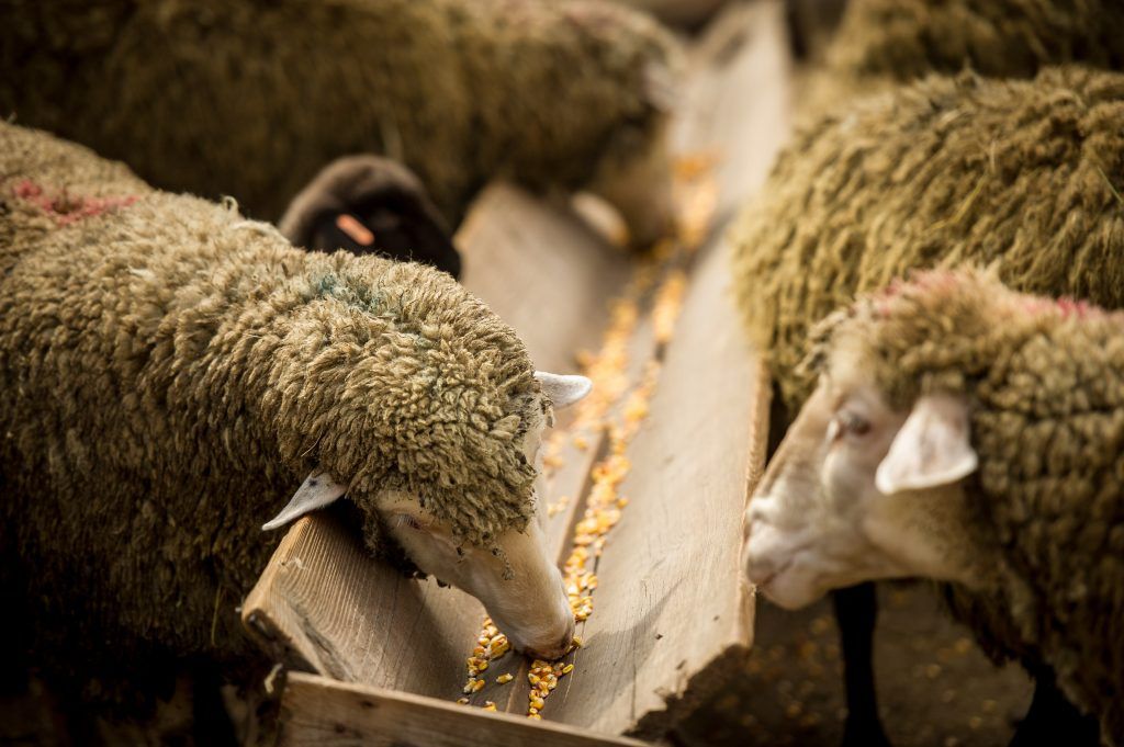 Три золотых правила для начинающих овцеводов | Мой гектар