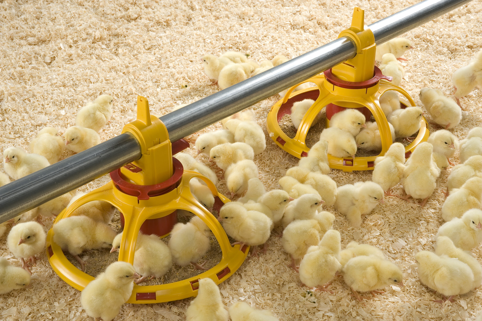Разведение цыплят бройлеров на мясо в домашних условиях