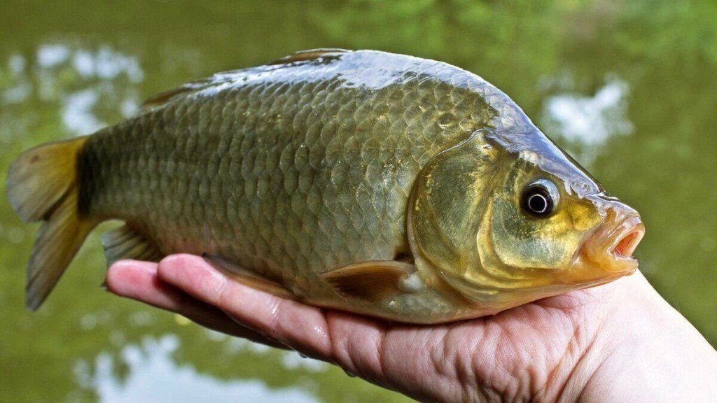 Сколько рыбы можно вырастить в пруду?