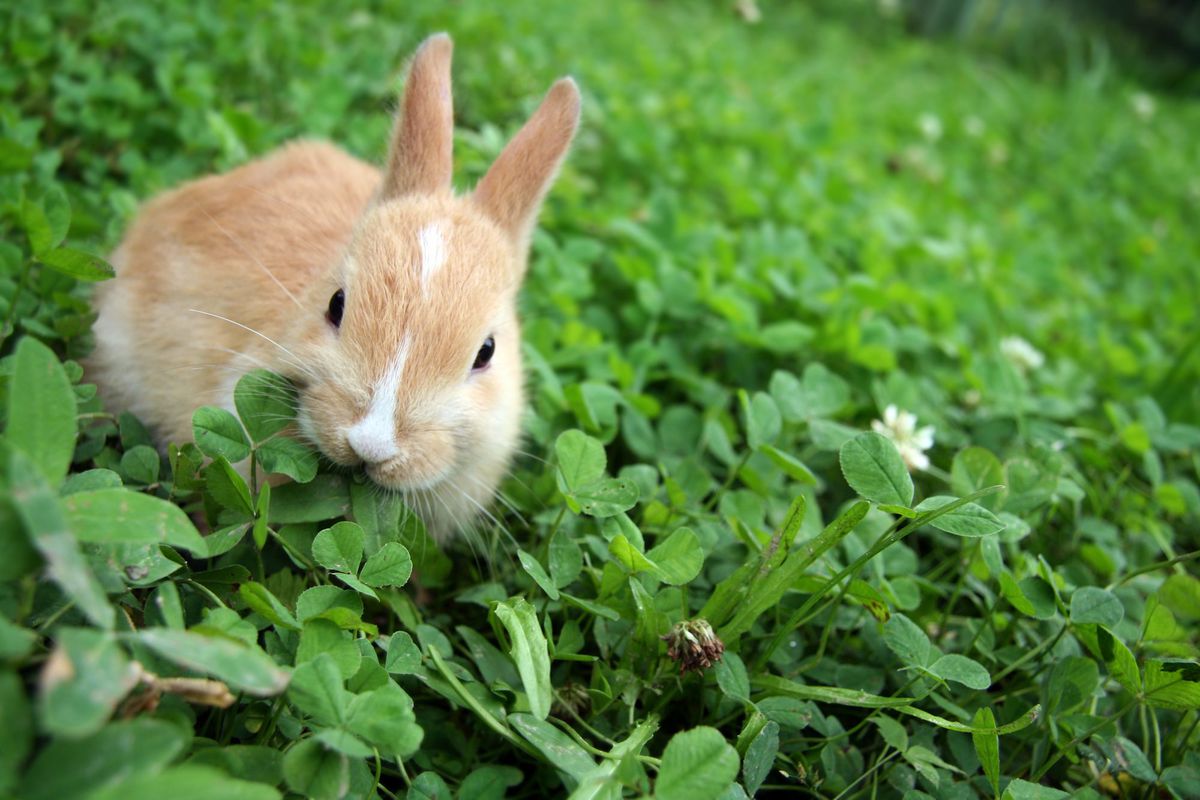 Какую траву можно кроликам