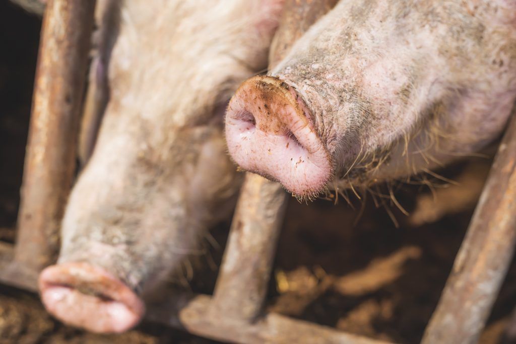 Причины, по которым вьетнамские вислобрюхие свиньи могут кашлять