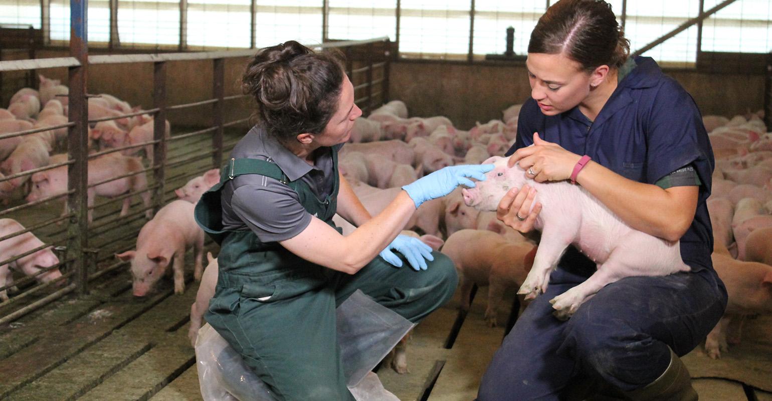 Лечение свиней: инфекционные заболевания, симптомы, профилактика