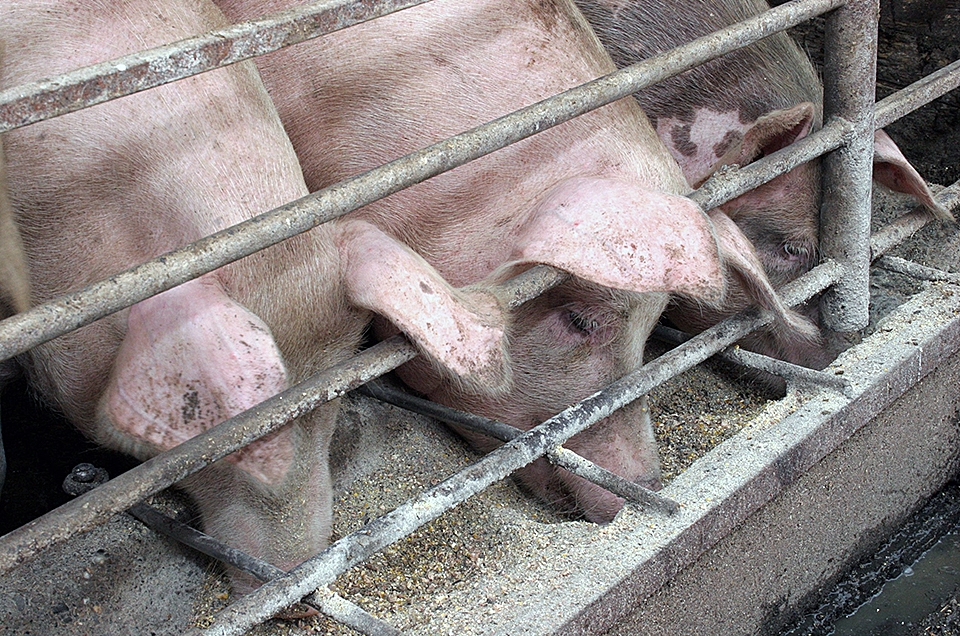 Правильное кормление свиней, методики откорма