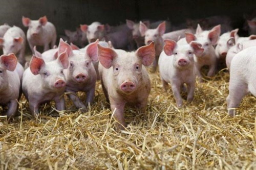Что нужно свиньям для быстрого роста?