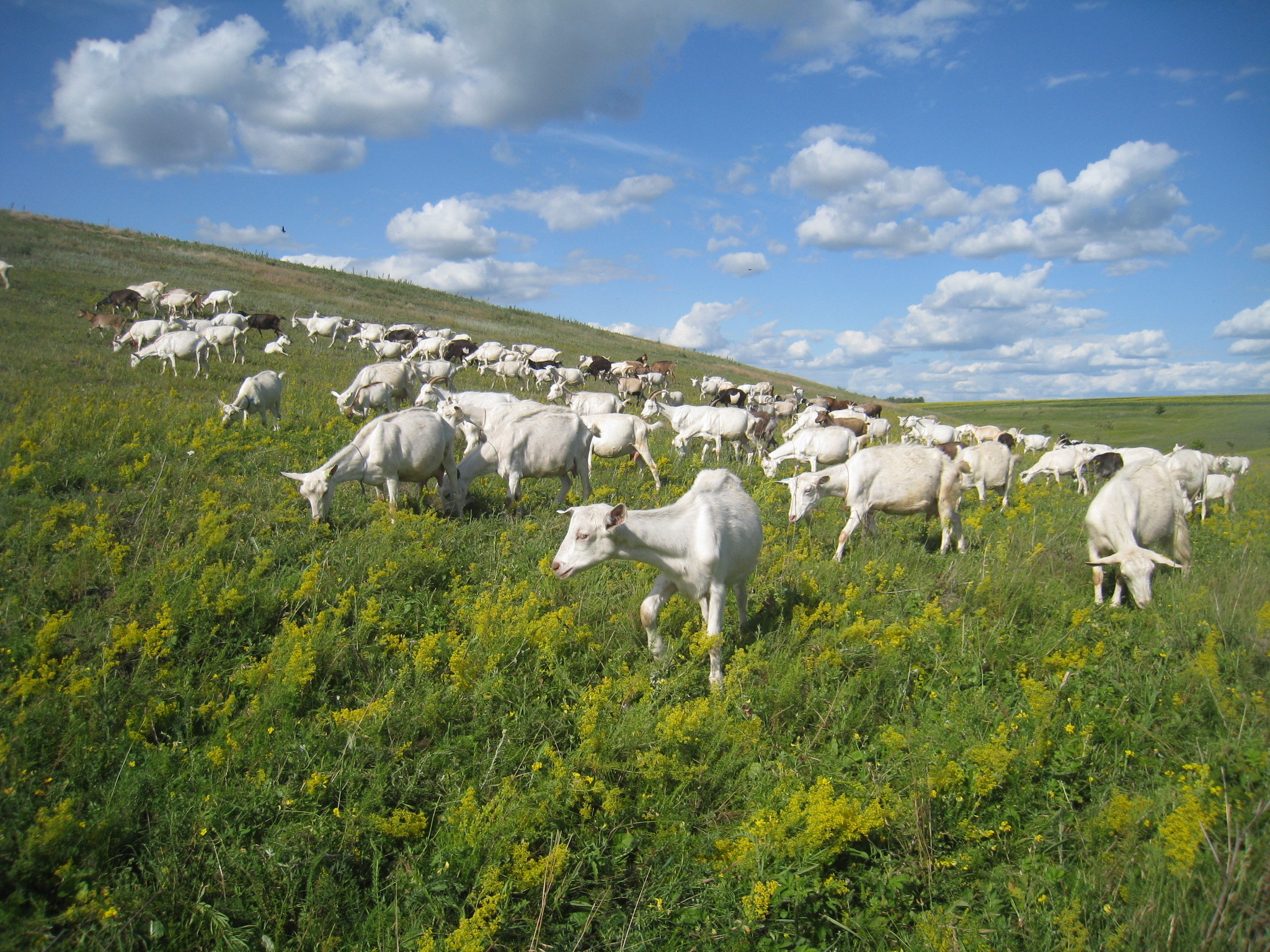 Подготовка к окоту овец и коз