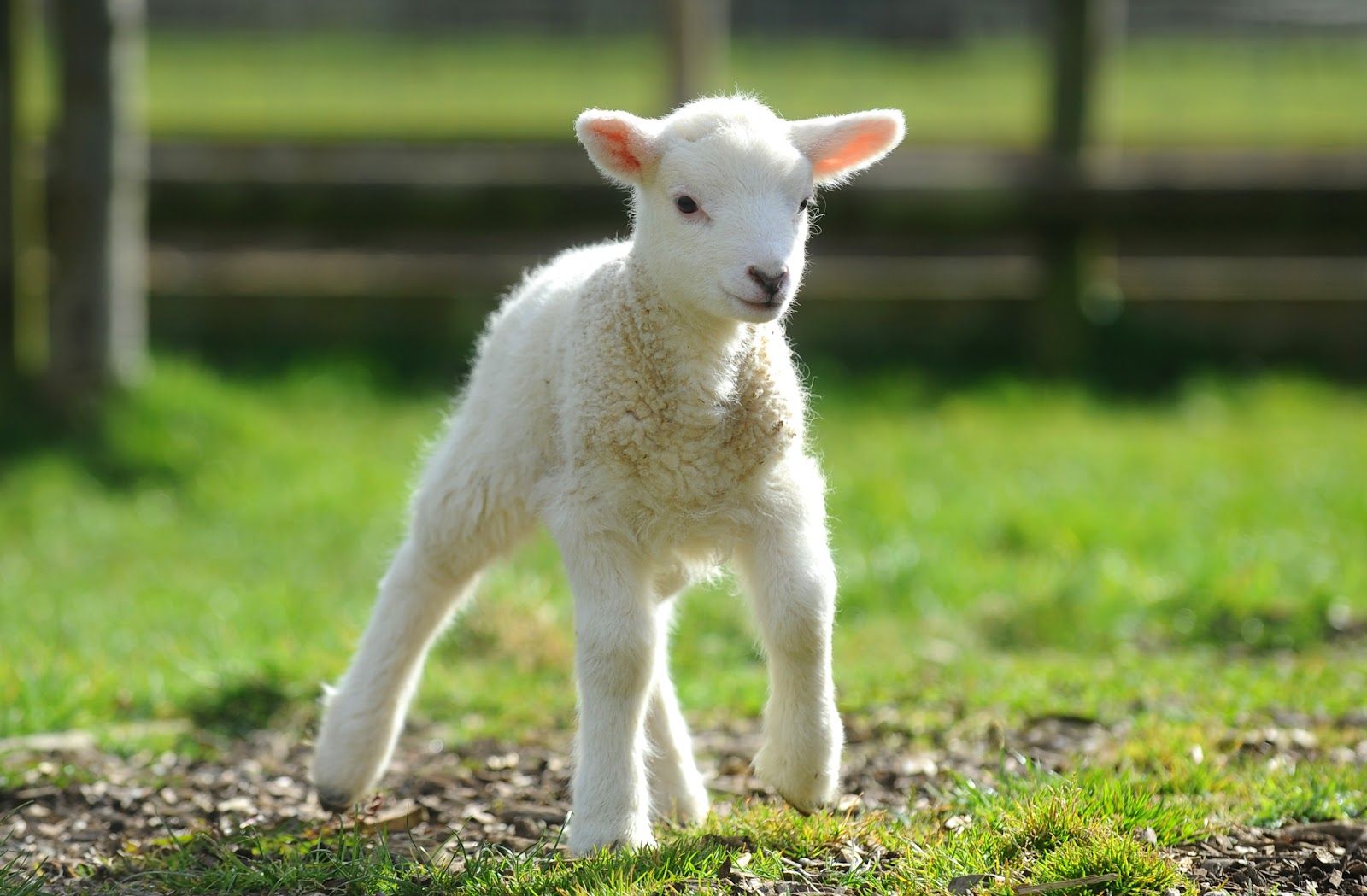 Протокол профилактики и лечения маститов у молочных и мясных овец