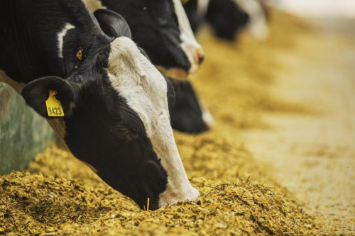 Особенности кормления коров в период сухостоя