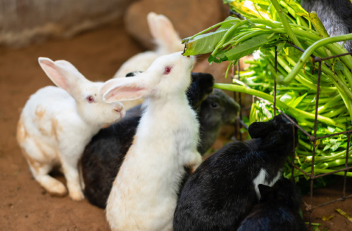 Как правильно кормить кроликов