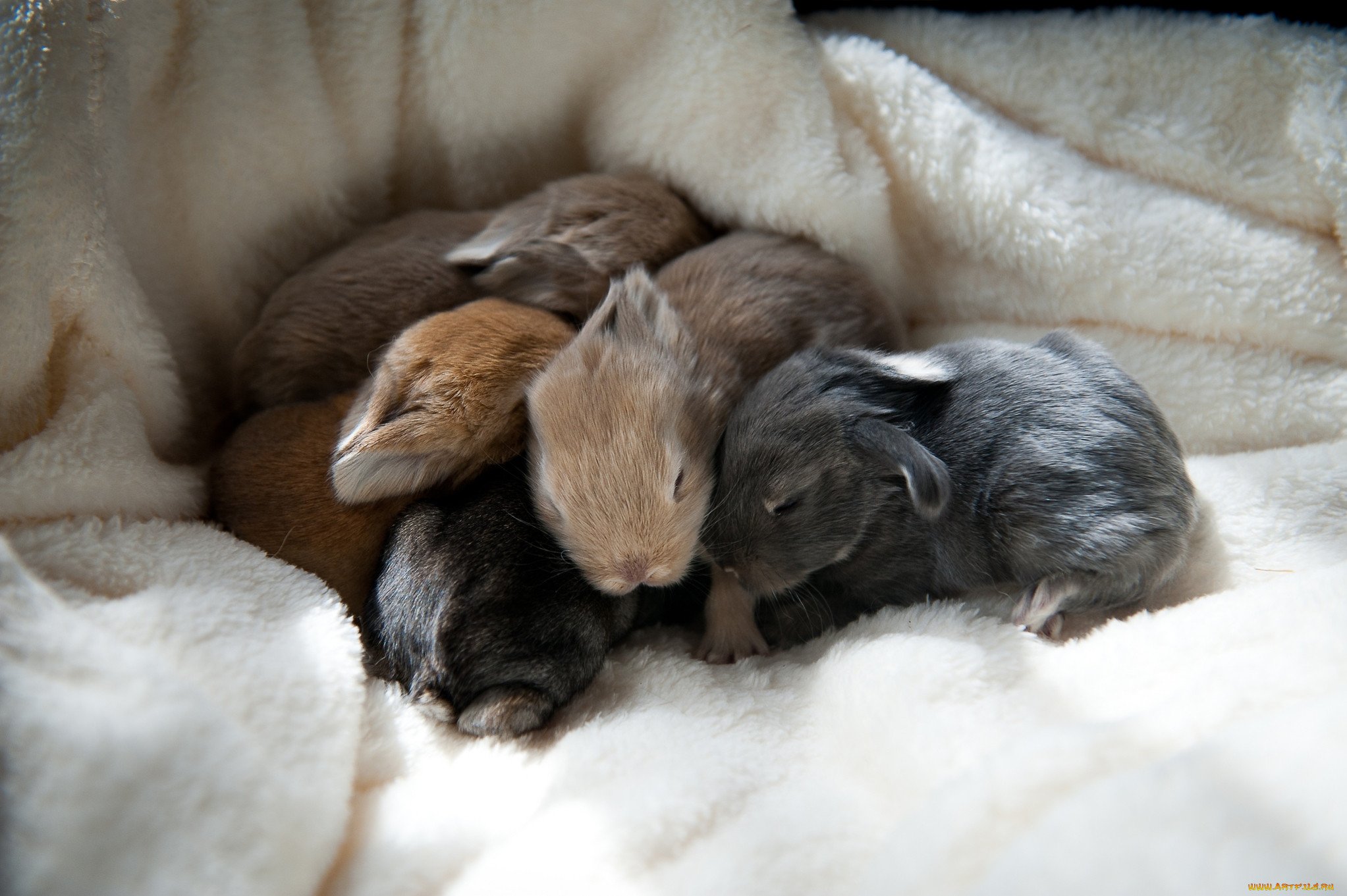 Новорождённые крольчата