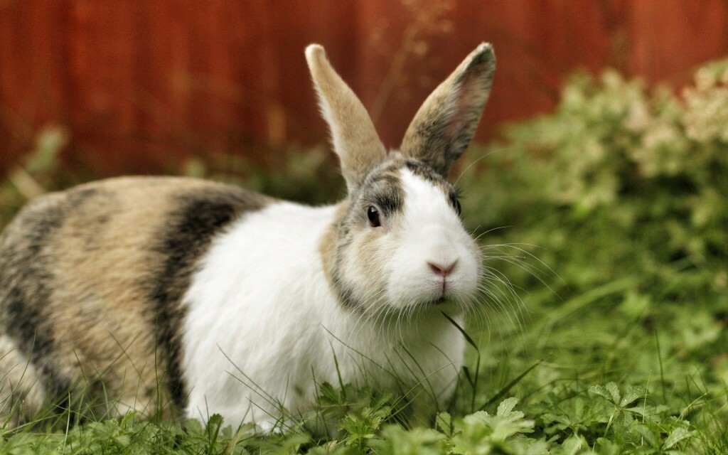 Почему крольчиха разбрасывает крольчат из гнезда сразу после окрола