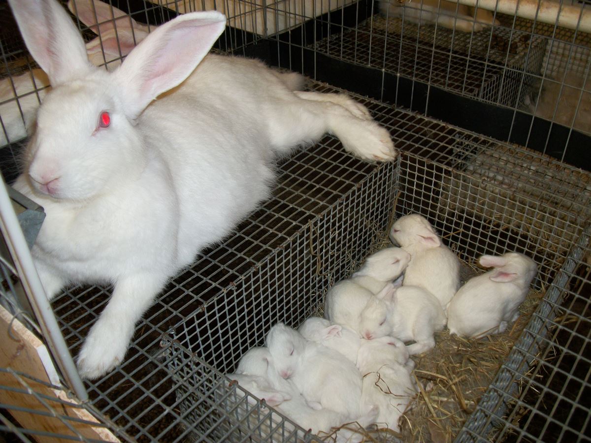 Клетка для кроликов: для осадки молодняка (КРБ-40)