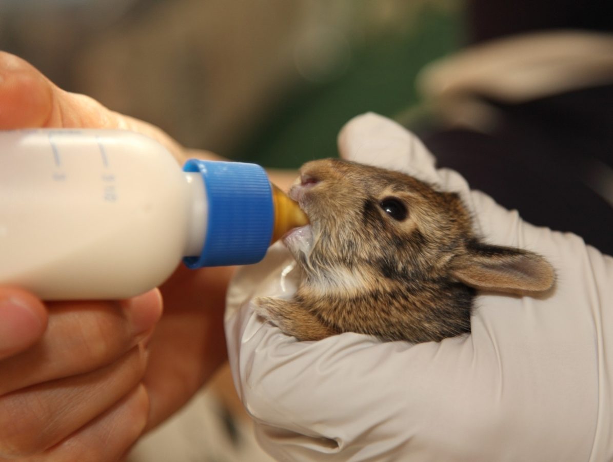 Почему крольчиха съедает своих крольчат: 5 причин и что делать