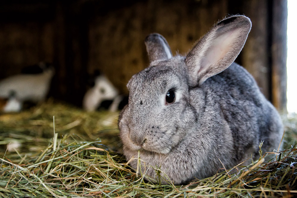 Причины, почему крольчиха на кормит крольчат