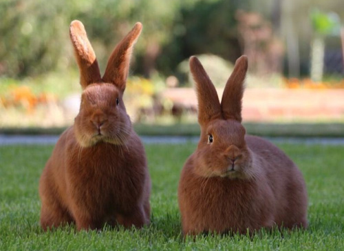 Как подобрать породу кроликов для разведения?