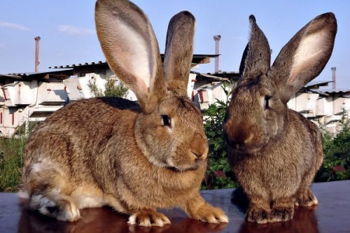 Кролики-фландры