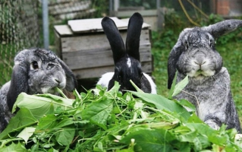 Породы кроликов для разведения