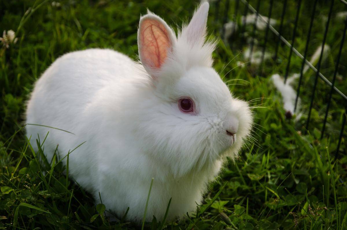Кролик белый альбинос