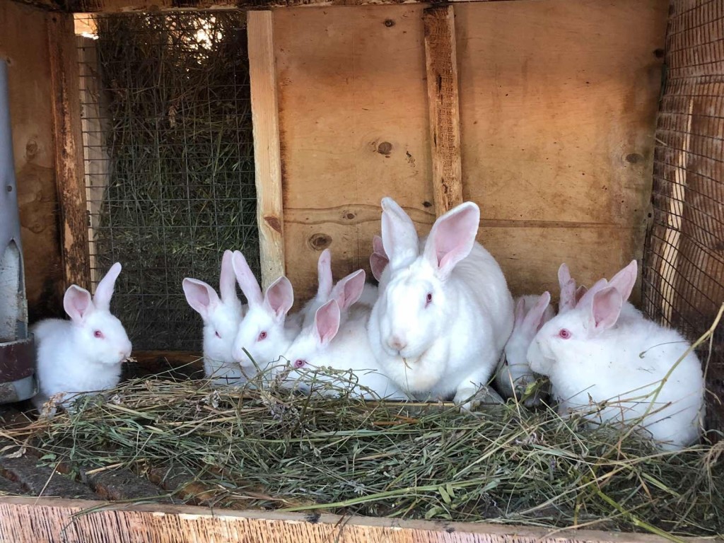 Продуктивность кроликов альбиносов