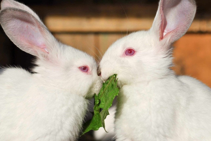 Питание кроликов-альбиносов