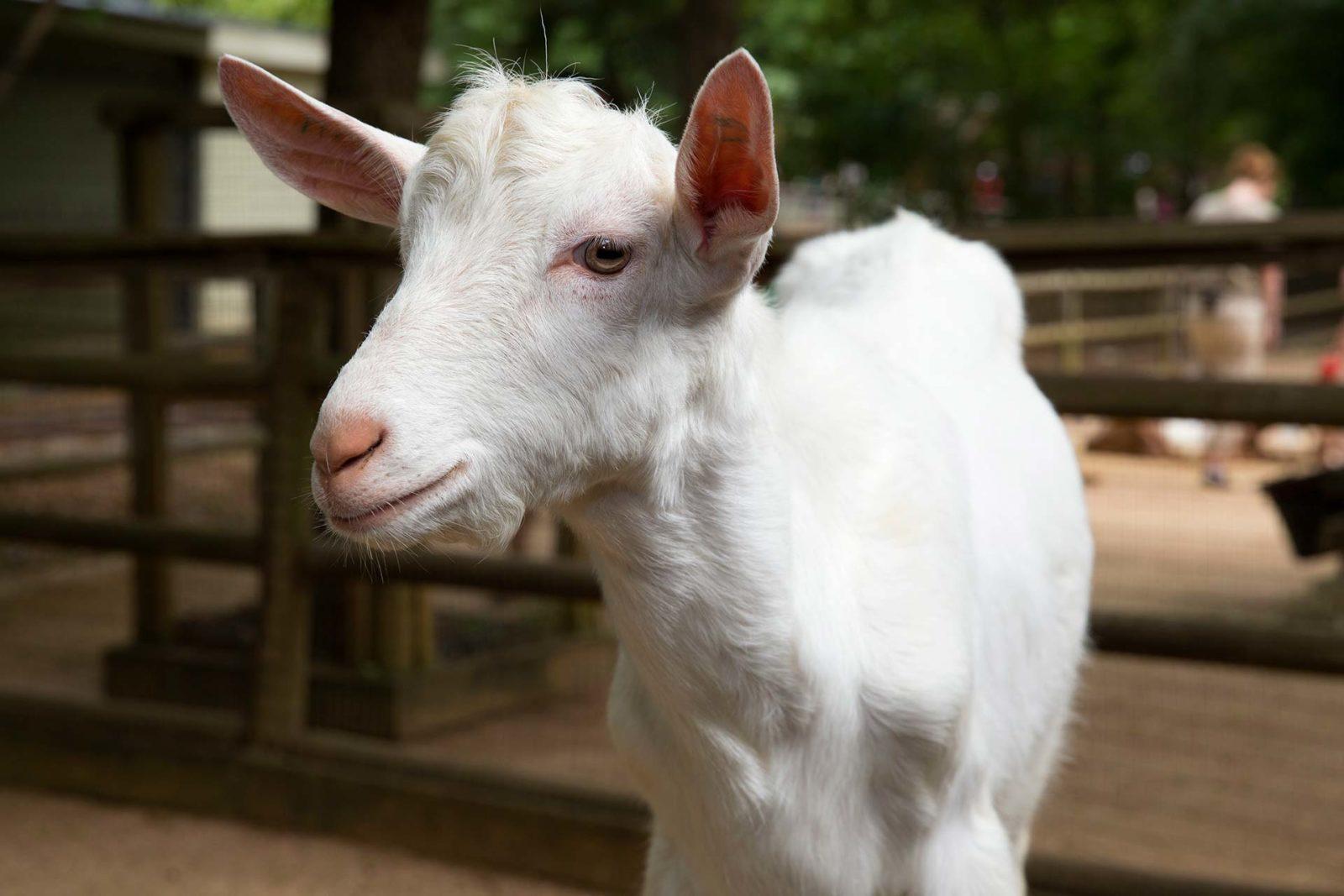 Молочные породы коз: описание. Список пород без запаха