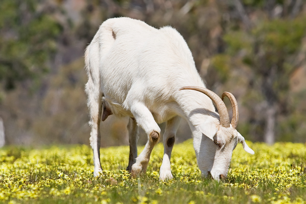 Породы коз и их характеристики