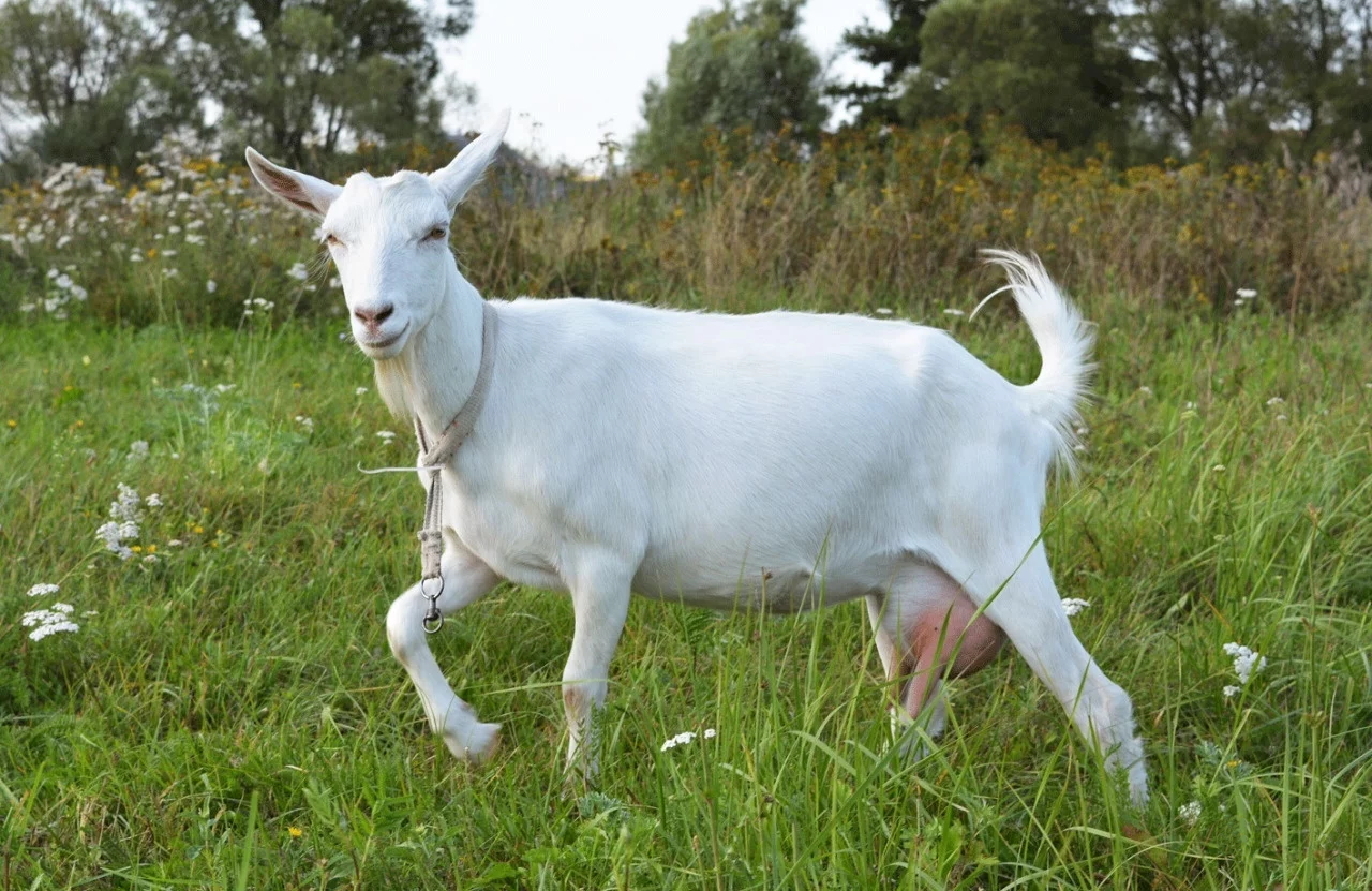 Молочные породы коз: описание. Список пород без запаха