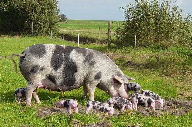 Мясные породы свиней в России