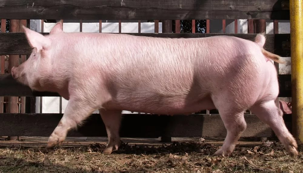 Породы свиней мясного направления: Ландрас