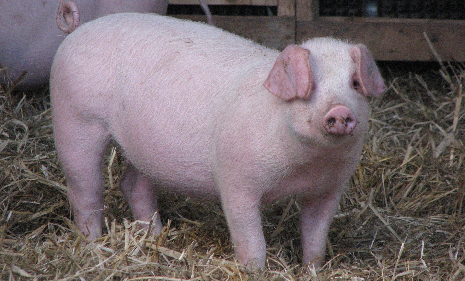 Мясные породы свиней: Эстонская беконная