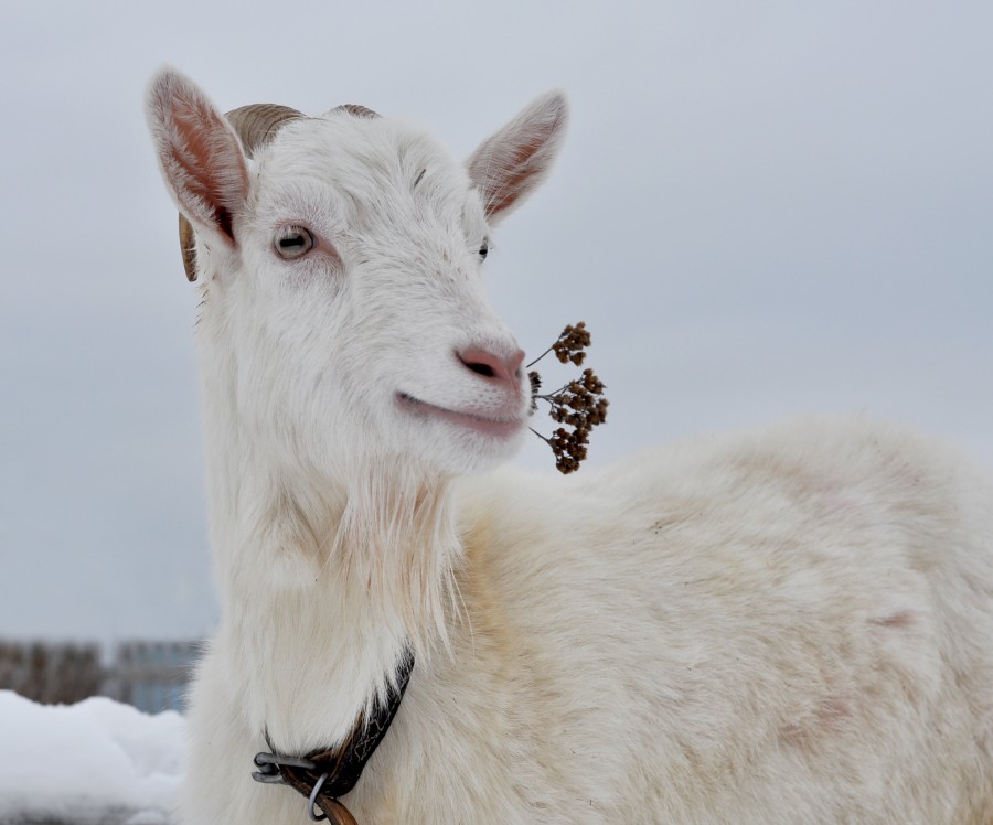 Нужны ли дополнительные витамины козам зимой