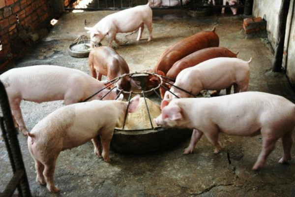 Жительница Хохольского района разводит экзотических свиней