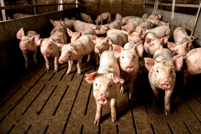 Оборудование для свиноводства купить в Белой Церкви и Украине ⭐ БИОВЕТ