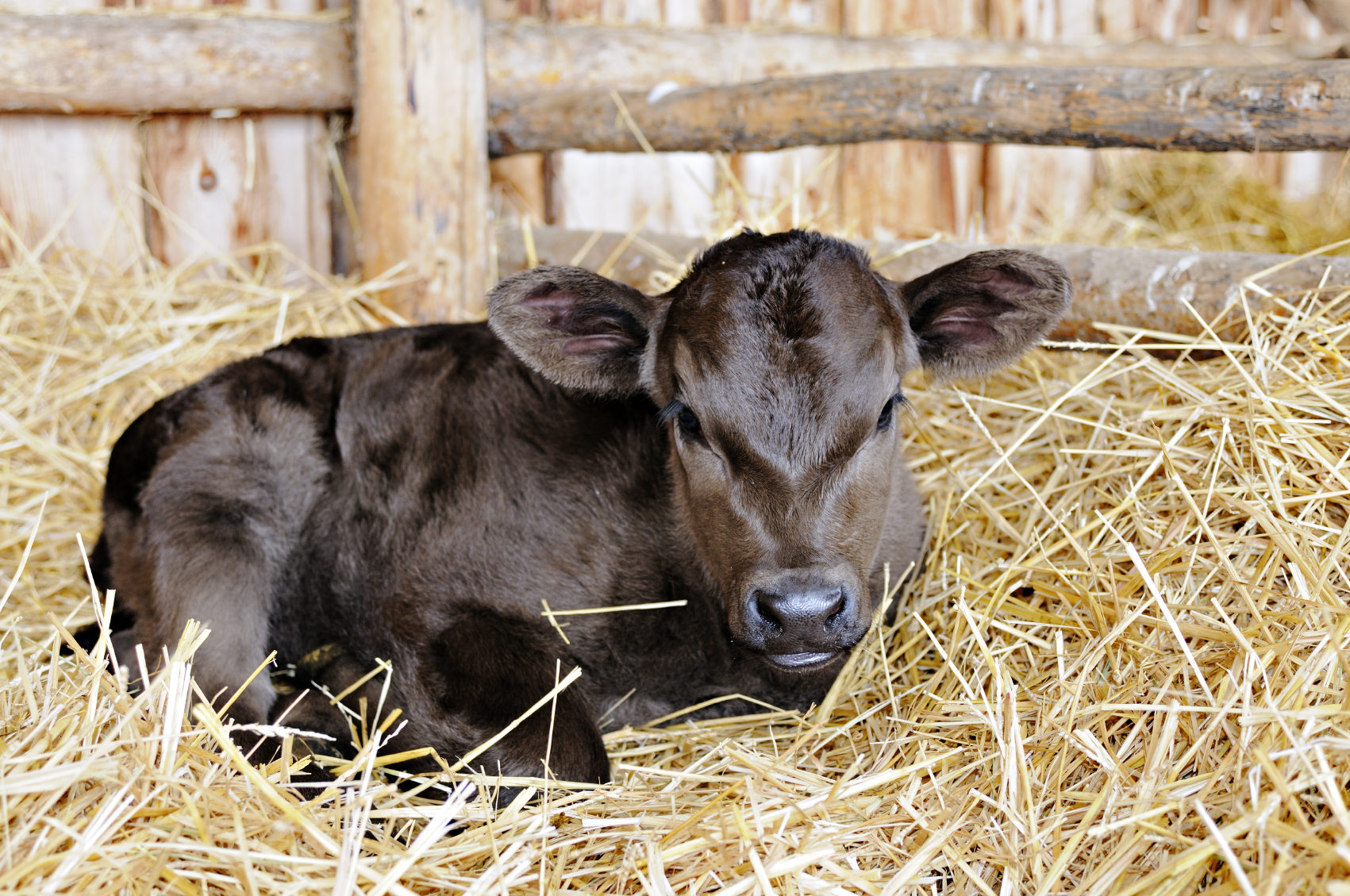 Выращивание на мясо бычков при использовании в их рационах низкораспадаемых кормовых средств