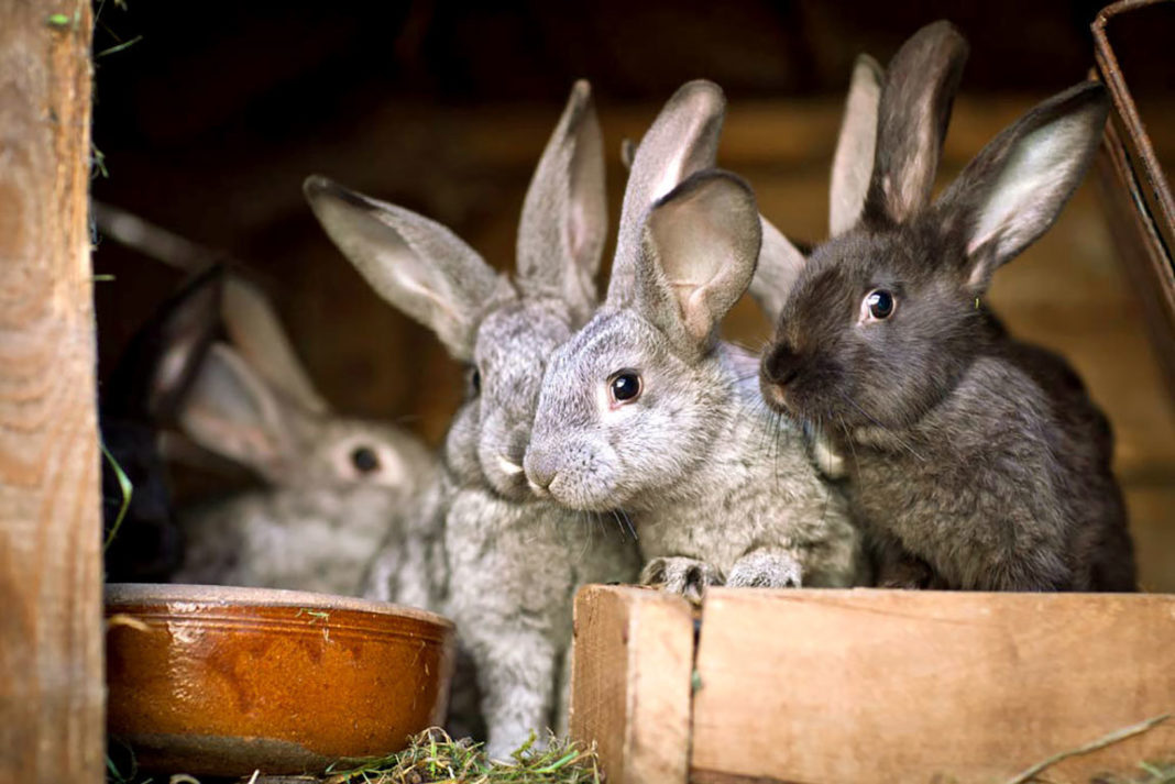 Кролики на ранних этапах откорма