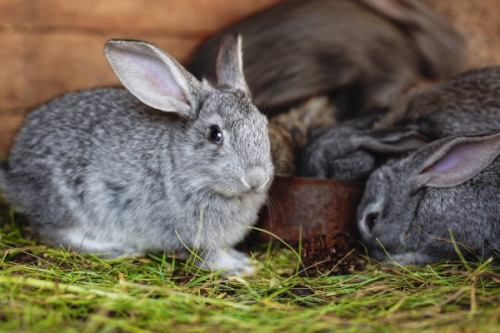 Откорм кроликов комбикормом