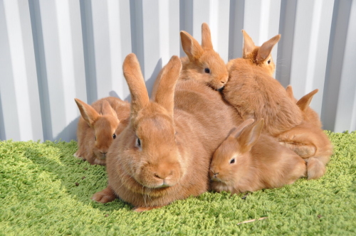 Период лактации у кроликов
