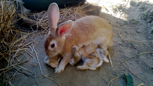 Кролики лактация