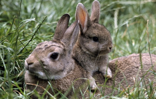 Условия для лактации крольчихи