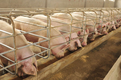 Как правильно кормить свиноматок