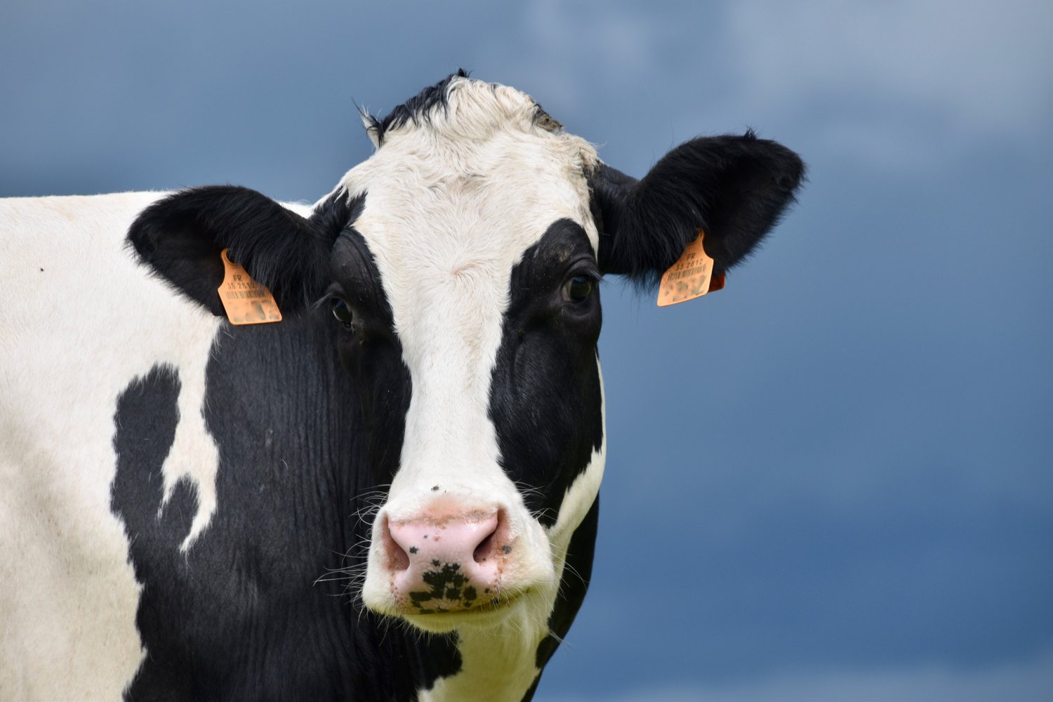 Задержание последа у коров: причины, признаки и правильное лечение