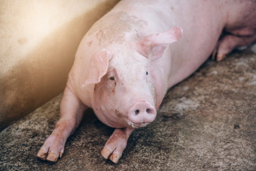 Причины изменения пищевого поведения у свиней