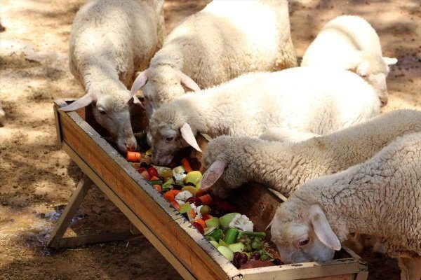 Вариации кормушек для овец